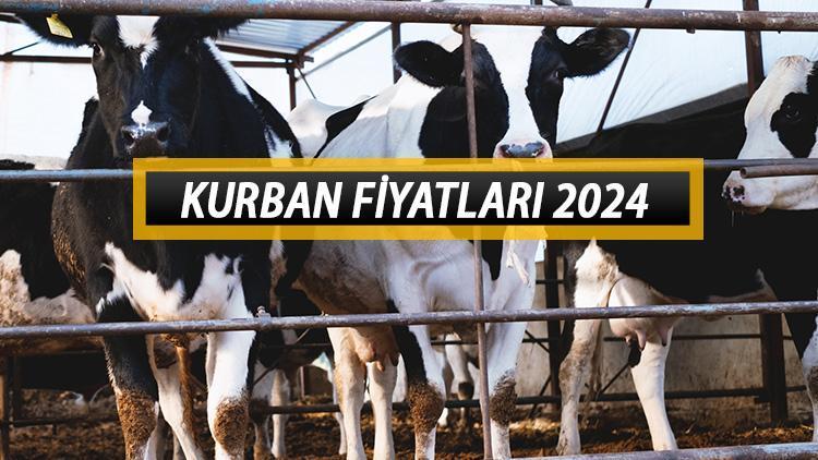 KURBAN FİYATLARI 2024 || Büyükbaş ve küçükbaş kurbanlık fiyatları bu sene ne kadar, kaç TL?