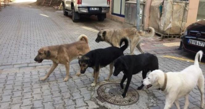 sokak kopekleri uyutulacak mi 3 haziran son dakika sokak hayvanlari haberleri 4 idNlwFnL