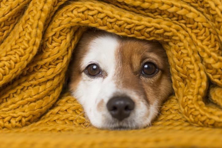 Sokak Köpekleri uyutulacak mı? 3 Haziran son dakika sokak hayvanları haberleri