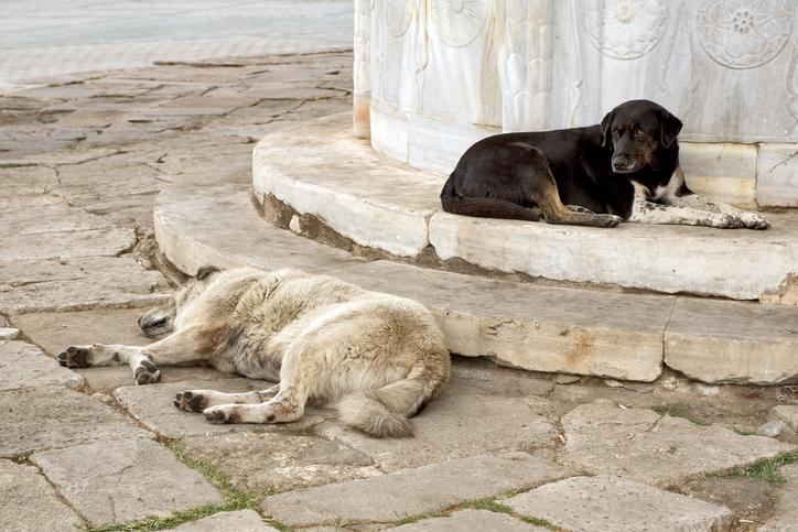 Sokak köpekleri yasası 2024 son durum | Başıboş sokak köpekleri uyutulacak mı?