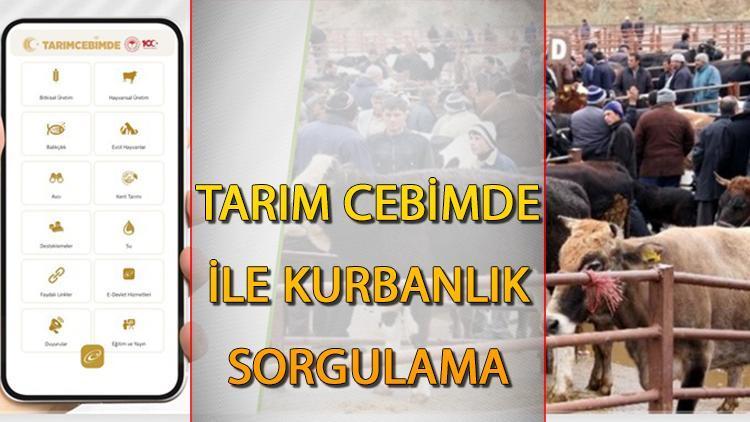 Tarım Cebimde nedir, nasıl indirilir, ne işe yarar? Tarım Cebimde uygulaması kurbanlık sorgulama bilgisi